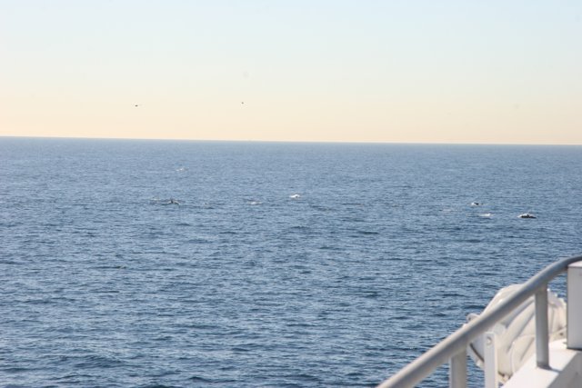 Majestic Whales in the Vast Ocean