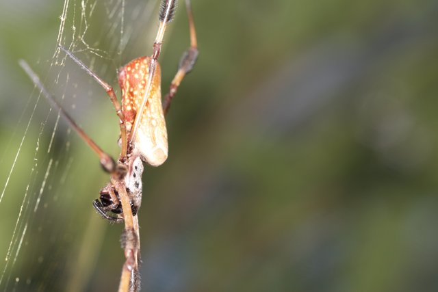 Garden Spider with a Vibrant Body