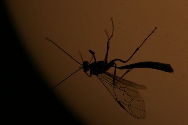 Mosquito in the Shadows