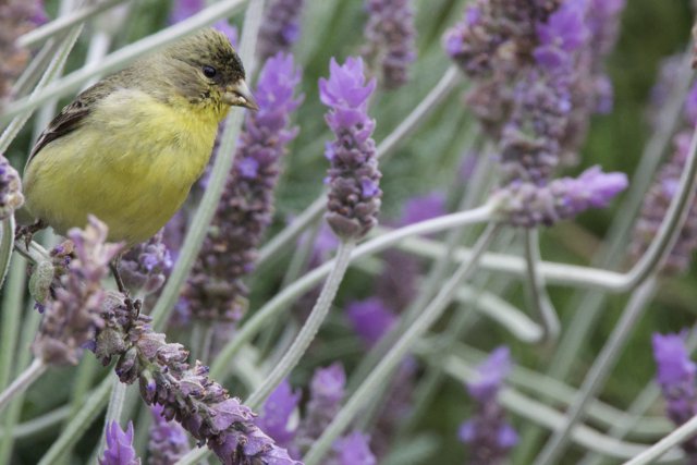 Lavender Perch