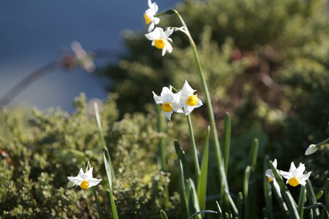 Blooming Daffodils under a Clear Blue Sky