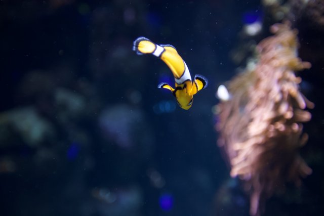 A Clownfish in its Aquatic Habitat