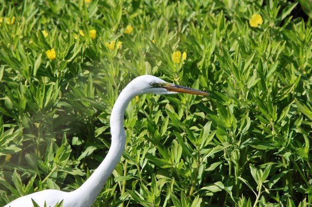 Great Egret Portrait in Vibrant Wetland Vegetation