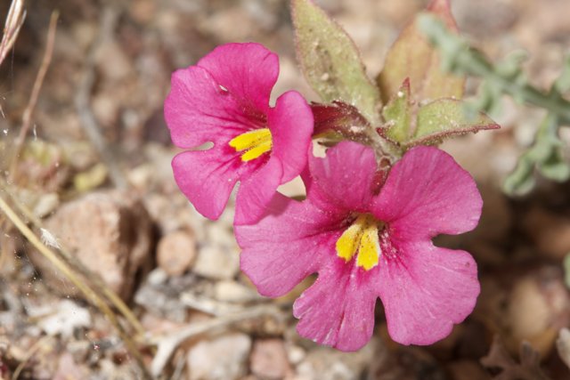 Geranium Flowers in the Arid Landscape