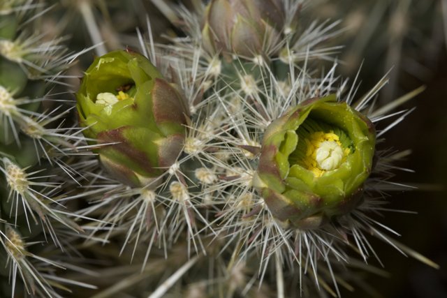 The Blossoming Cactus