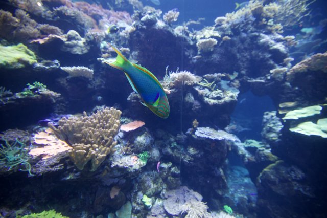 Vibrant Parrotfish Swimming Through Coral Reef Ecosystem