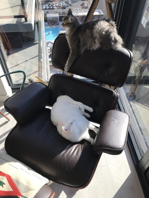 Feline Friends in a Leather Chair