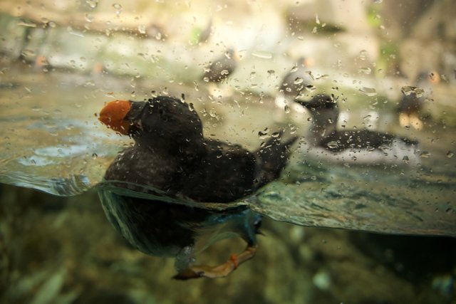 Afternoon Delight: Puffin Swim, Monterey Bay Aquarium