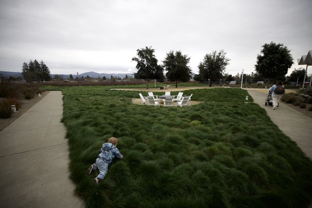 Child Running Through Ornamental Grass at Park