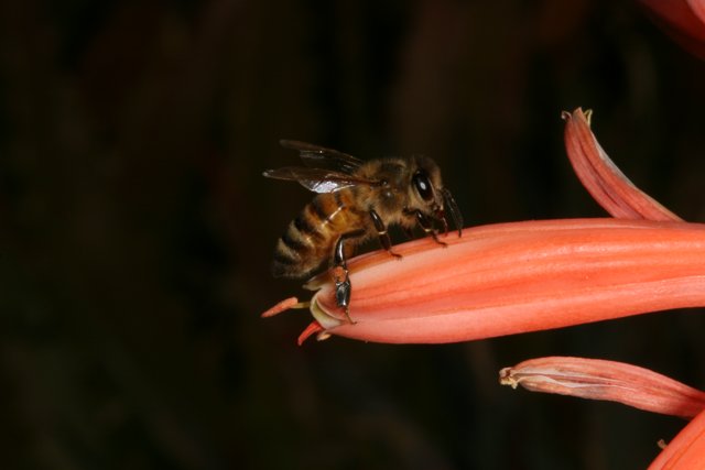 Buzzing on a Flower
