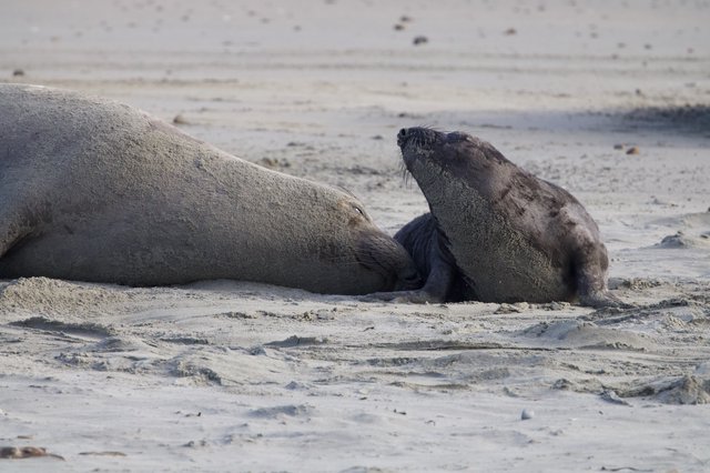 Elephant Seal Pup with Adult on Sandy Beach