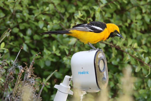 Hooded Oriole Perched on Security Camera