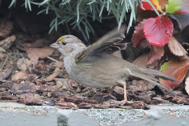 Golden-crowned Sparrow Foraging Among Autumn Leaves