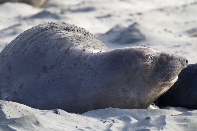 Elephant Seal Resting on Sandy Beach at Drakes Beach