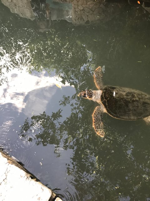 Turtle in Cancún