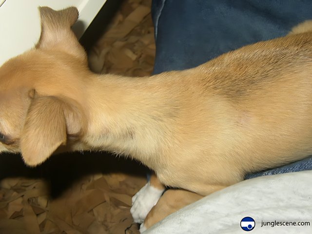 Sleepy Chihuahua