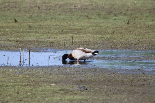 Common Shelduck Foraging in Shallow Wetland Waters
