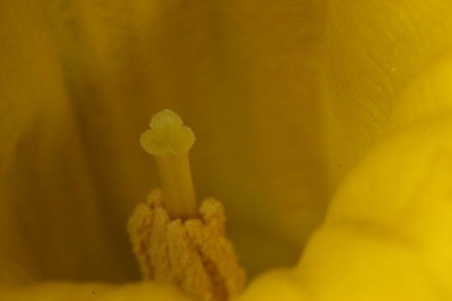 Pollen in a Yellow Flower