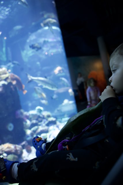 Undersea Exploration at the Academy of Sciences