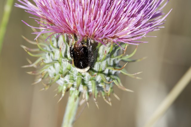 Bumblebee Foraging on Purple Thistle Bloom