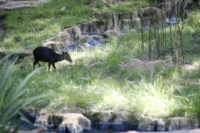 Goat Grazing by the Stream