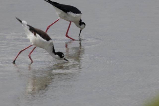 Graceful Foragers