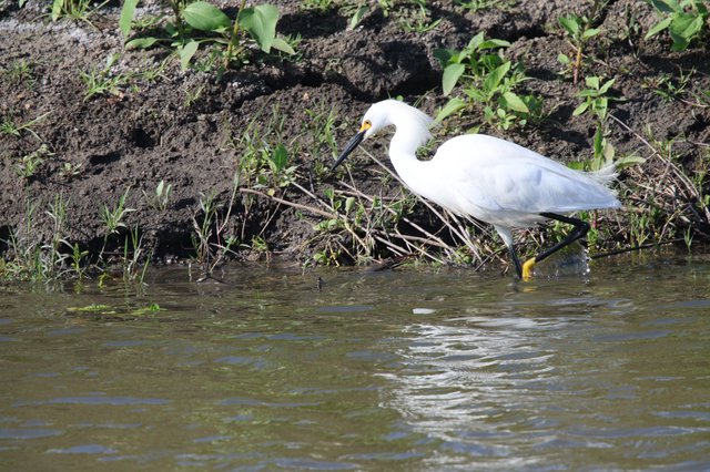 Snowy Egret Foraging at Water's Edge