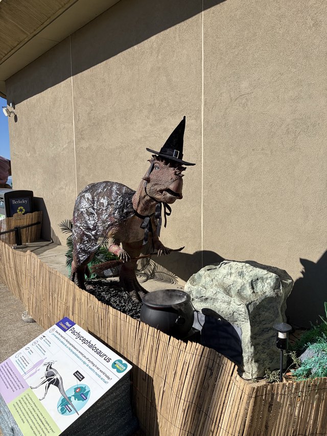Pachycephalosaurus Dinosaur Display in Witch's Hat Halloween Costume