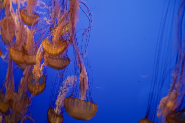 The Enchanting Dance of the Jellyfish