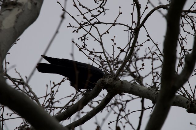 Silhouetted Hawk Perched on Bare Winter Branches
