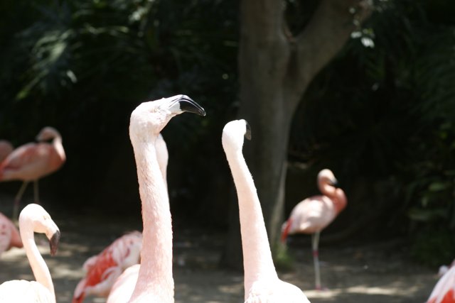 Flock of Fabulous Flamingos