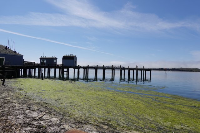 Algae-Covered Pier on a Clear Day
