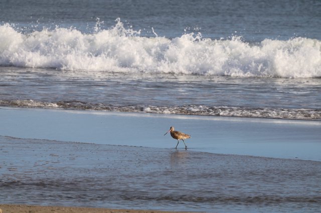 Shorebird Strolling Along Pacific Coast at Drakes Beach