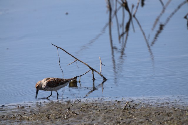 Dunlin Shorebird Foraging in Shallow Wetland Waters
