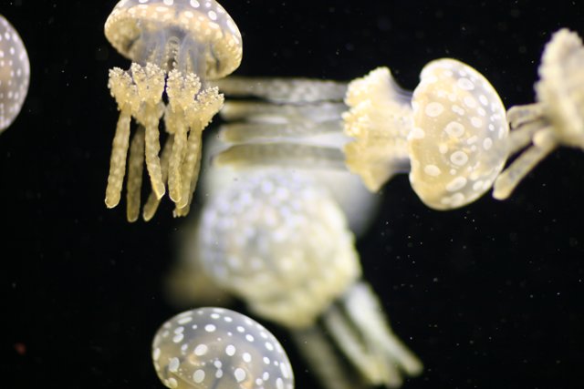Jellyfish in their Underwater World