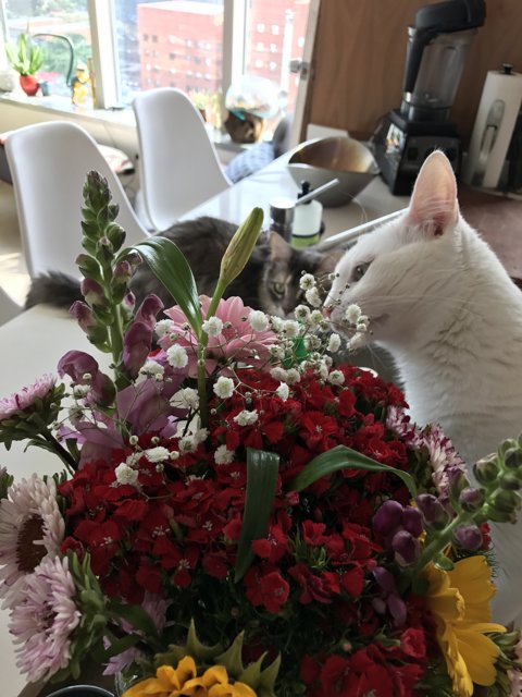 Feline and Floral Still Life