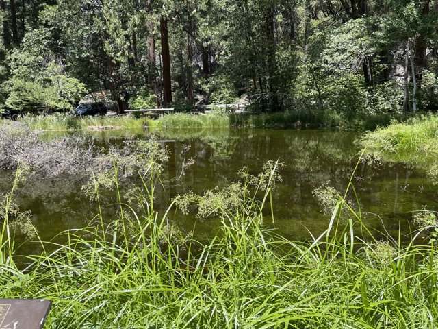 Serene Pond in the Yosemite Woods
