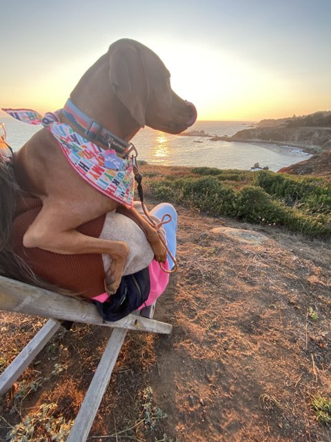 Sunset Relaxation with Furry Companion