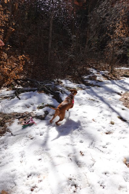 Winter Playtime with Fido