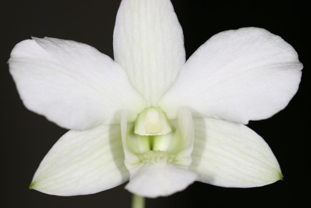 White Orchid with a Green Center