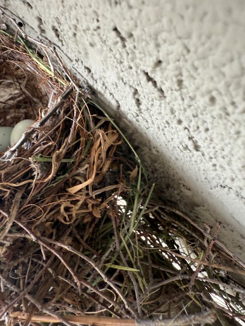 Nature's Cradle