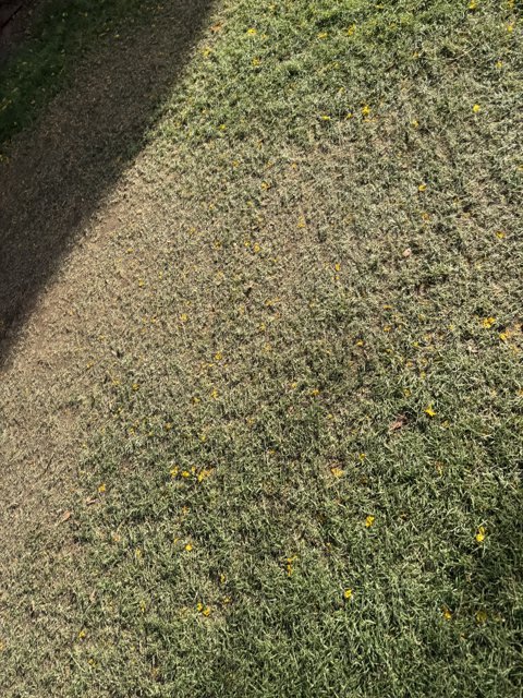 Sunlit Grassland