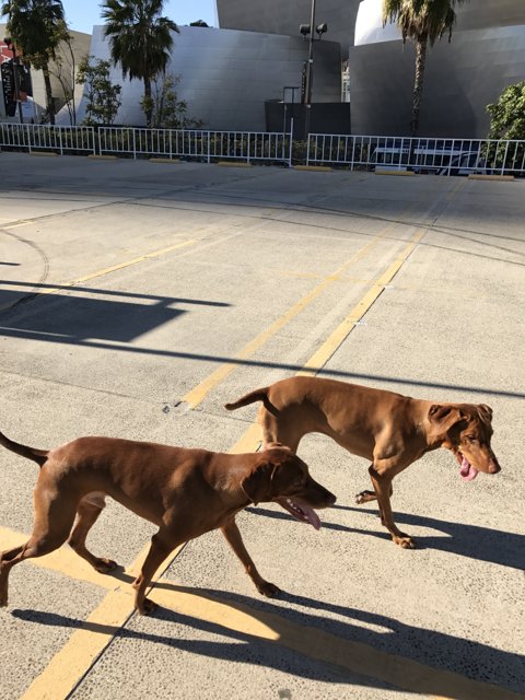 Two Ridgeback Dogs Strolling Through LA