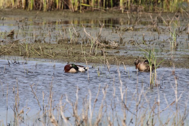Canvasback Drake and Hen in Flooded Wetland Habitat