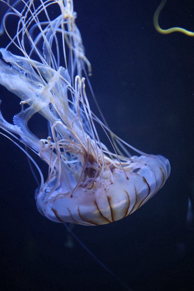 Ethereal Pacific Sea Nettle Drifting in Deep Blue