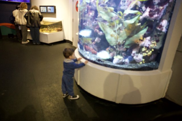 Childlike Wonder at the Aquarium of the Bay, 2024