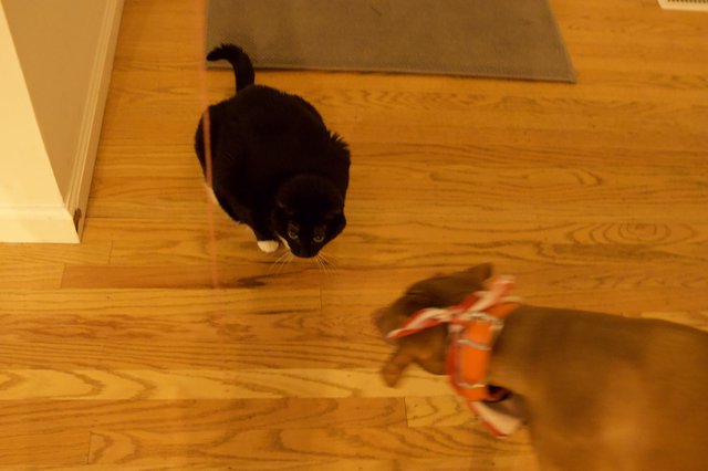 Black Cat Stalking Toy on Wooden Floor