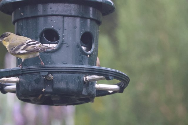 American Goldfinch at Green Tube Bird Feeder