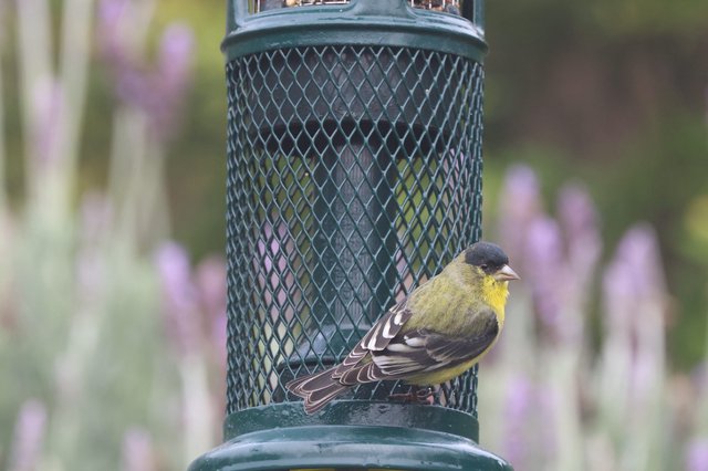 Lesser Goldfinch Perched at Backyard Bird Feeder