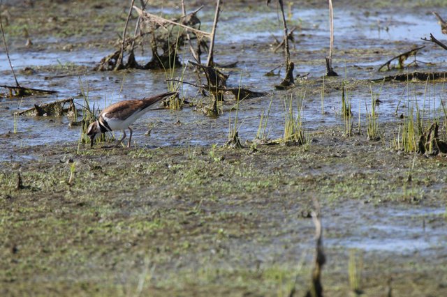 Killdeer Foraging in Shallow Wetland Waters